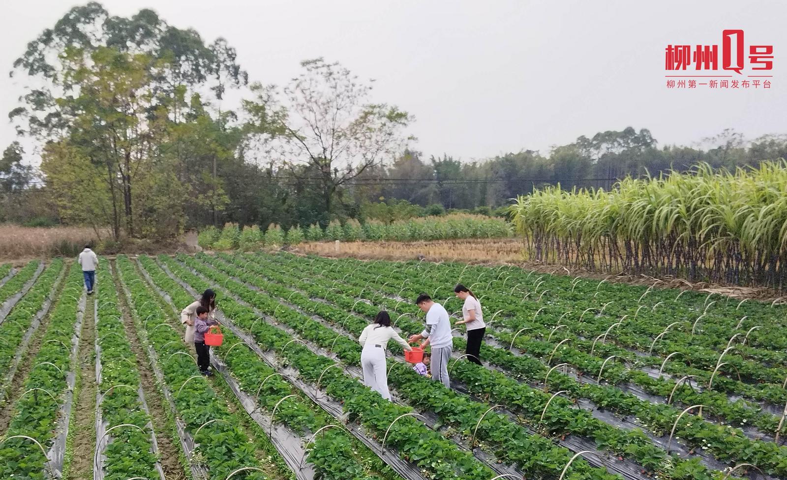 市民游客在柳江区成团镇周边草莓园采摘草莓。